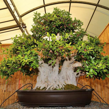 cover Museo del bonsai